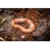 Milpies - Spirostreptus s. 1 tanzania